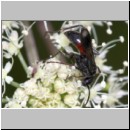 Priocnemis melanosoma - Wegwespe w14b 8mm OS-Hellern Waldwiese det.jpg